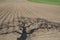 Potatoes Field in the Springtime