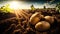 Potatoes on the field with sunbeams. Toned.