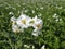 Potatoes flower