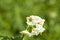 Potatoes flower