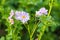 Potatoes flowers blossom on the farm field. Flowering potato plants