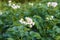 Potatoes flowers blossom on the farm field. Flowering potato plants