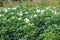 Potatoes flowers blossom on the farm field. Flowering potato plants