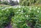 Potatoes flowers blossom on the farm field. Flowering potato plants