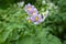 potatoes flowers organic vegetable flowers blossom summer