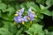 Potatoes flowers (Solanum tuberosum L. )