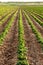 Potatoes growing in a farm field.