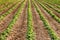 Potatoes growing in a farm field.