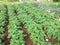 Potatoes growing in a field.