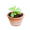 Potatoes growing in plant pots isolated