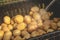 Potatoes after harvesting, washed with water in a box