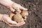 Potatoes lying in the hands of a woman on ground background