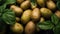 Potatoes lying in a pile with green leaves. Harvesting