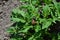 Potatoes. Perennial plants. Solanum tuberosum. Colorado beetles, Leptinotarsa decemlineata