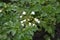 Potatoes. Perennial plants. Solanum tuberosum. Colorado beetles, Leptinotarsa decemlineata