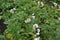 Potatoes. Perennial plants. Solanum tuberosum. Colorado beetles, Leptinotarsa decemlineata