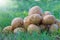 potatoes piled up in grass