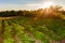 Potatoes plantation