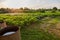 Potatoes plantation with old barrels