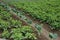 Potatoes plantation from portuguese biologic farm