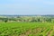 Potatoes plantation in russian village in summertime, panorama landscape