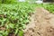 Potatoes planting on the farm field