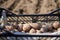 Potatoes sowing in the countryside