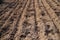 Potatoes sowing in the countryside