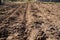 Potatoes sowing in the countryside