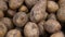 Potatoes stored in boxes