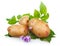 Potatoes vegetables with green leaves and blossom isolated