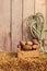 Potatoes in wood box with rope on hay