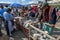 Potential buyers inspect a cage of turkeys and chickens at the Otavalo animal market in Ecuador, South America.