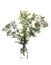 Potentilla alba cinquefoil in a glass vessel on a white background