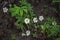 Potentilla alba, medicinal plant