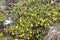 Potentilla arenaria grows in the wild