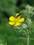 Potentilla Argentea