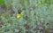 Potentilla argentea, known as hoary cinquefoil, silver cinquefoil, silvery cinquefoil, or silver-leaf cinquefoil