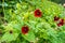 Potentilla atrosanguinea, the dark crimson cinquefoil, Himalayan cinquefoil, or ruby cinquefoil, is a species of Potentilla found