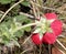 Potentilla atrosanguinea, Himalayan cinquefoil, Ruby cinquefoil