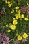 Potentilla aurea in bloom