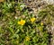 Potentilla aurea L..