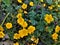 Potentilla aurea spotted in botanical garden in Germany