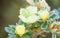 Potentilla bush with yellow frost flowers