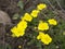 Potentilla cinerea (cinquefoils)