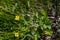 Potentilla erecta flower in meadow, close up shoot