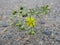 Potentilla erecta - yellow flower close up