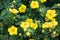 Potentilla fruticosa Goldstar Shrubby Cinquefoil in England
