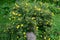 Potentilla fruticosa Goldstar Shrubby Cinquefoil in England