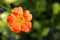 Potentilla fruticosa Tangerine top view in the garden